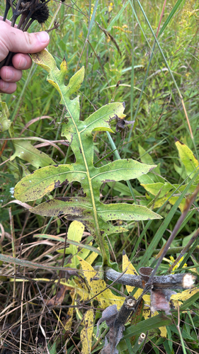 compass plant