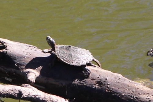 Ouachita Map Turtle