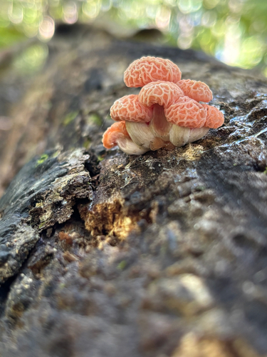 Rhodotus reticeps