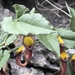 Aristolochia sempervirens - Photo (c) magdabk, όλα τα δικαιώματα διατηρούνται