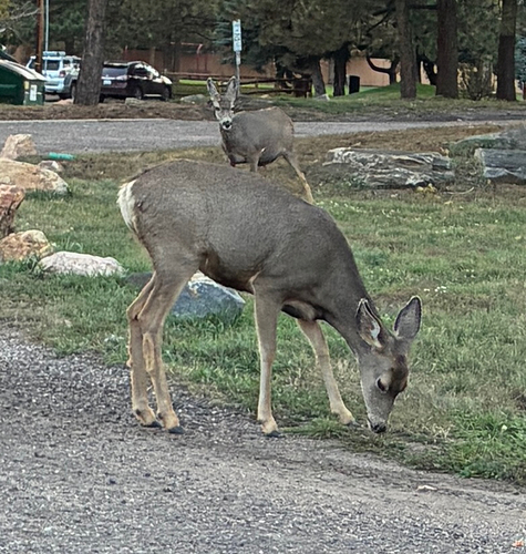 Rocky Mountain Mule Deer