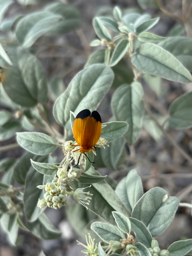 Lycus fernandezi