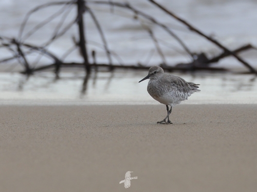 Red Knot