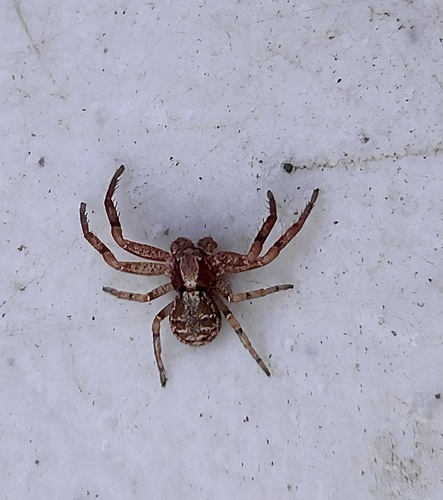 iNaturalist observation photo of Enlarged Ground Crab Spider