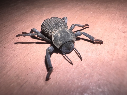 Desert Ironclad Beetle