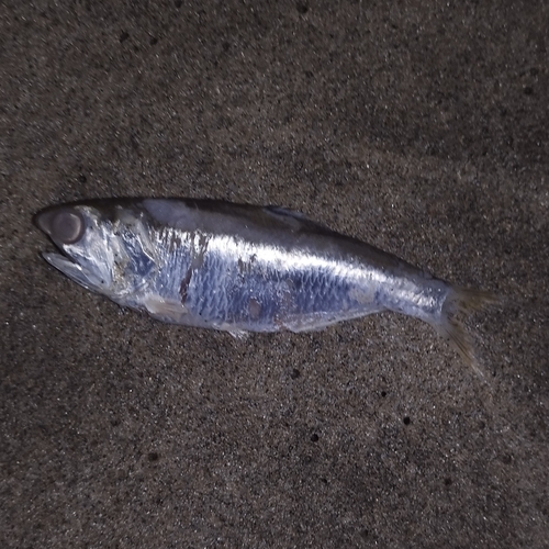 Atlantic Anchoveta