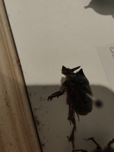 Onthophagus mniszechi