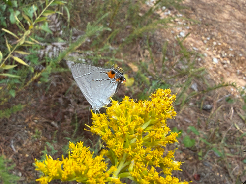 Gray Hairstreak