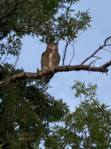 Great Horned Owl