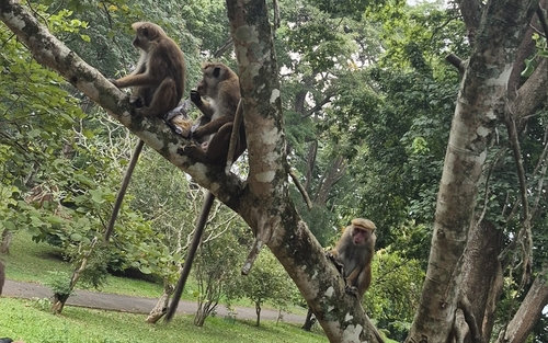 Toque Macaque
