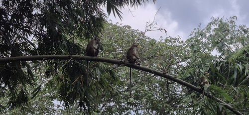 Toque Macaque