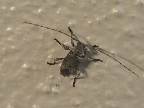Sternidius mimeticus