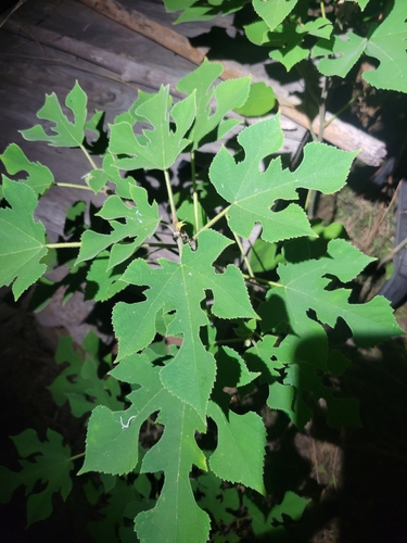 Paper mulberry