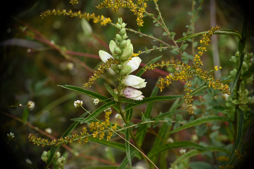 white turtlehead
