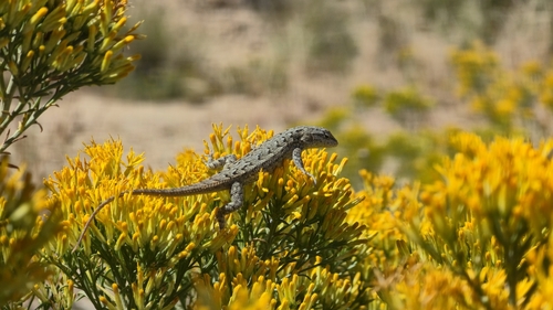 Prairie Lizard