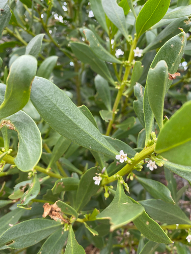 common boobialla