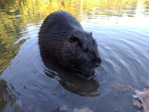 Coypu