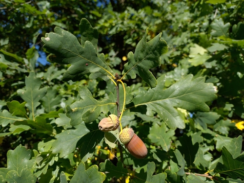 English oak