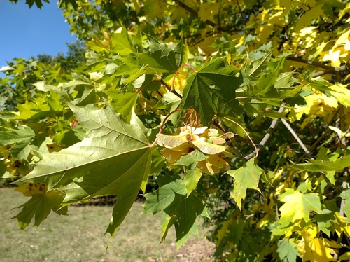 Norway maple