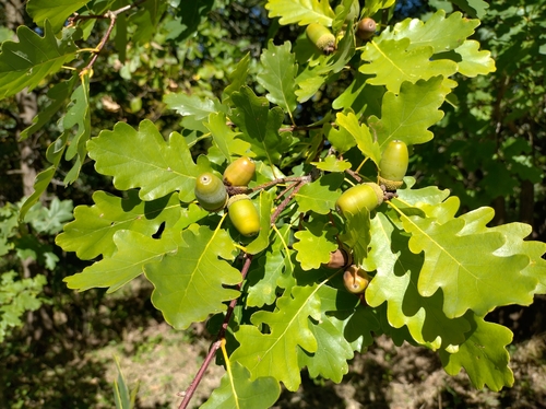 sessile oak