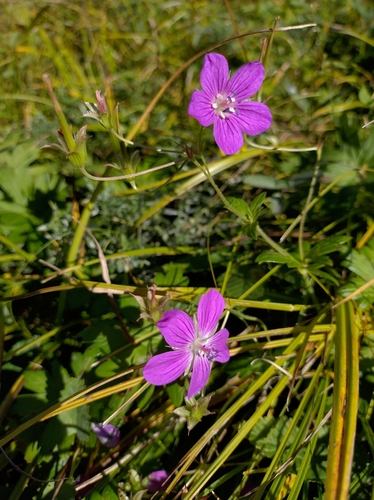 Marsh Crane's-bill