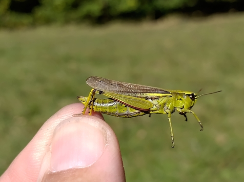 Large Marsh Grasshopper