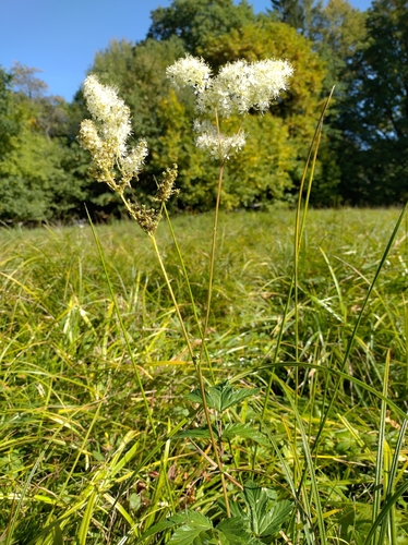 Meadowsweet