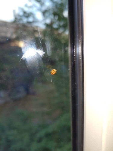 Cream-streaked Ladybird