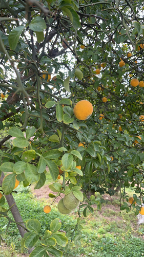 trifoliate orange