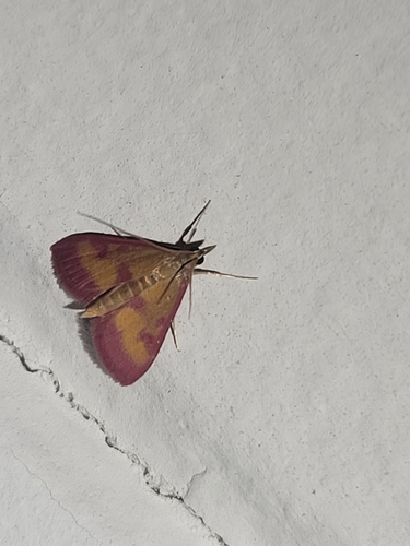 Southern Purple Mint Moth