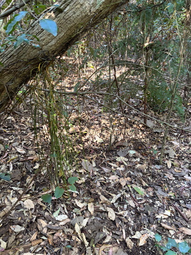 Dendrobium teretifolium teretifolium
