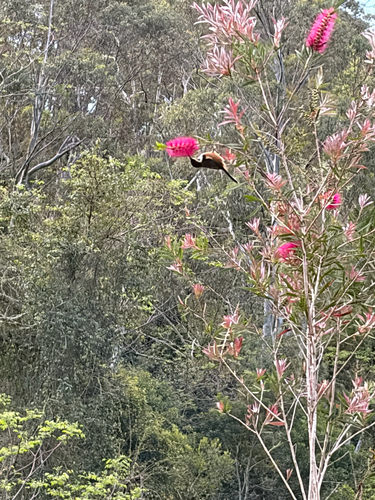 Eastern Spinebill