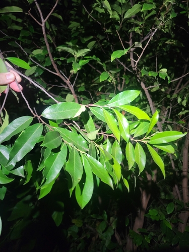 Carolina laurelcherry