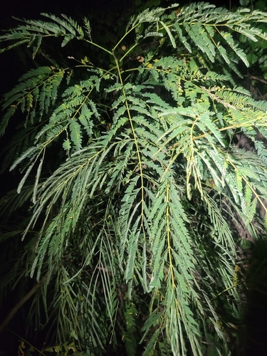 Persian silk tree