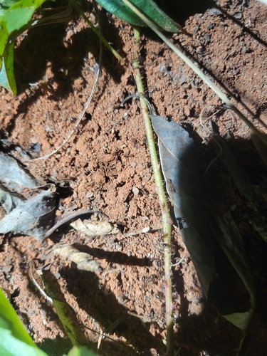 Hybrid Imported Fire Ant