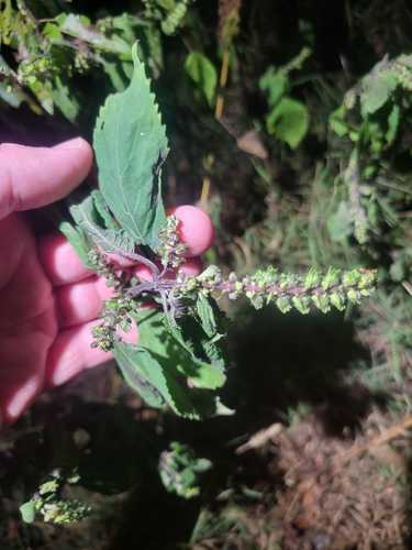 beefsteak plant