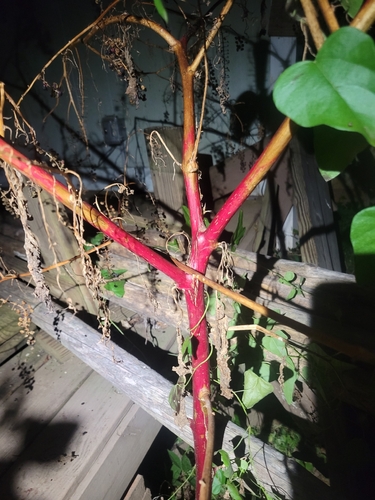 American pokeweed