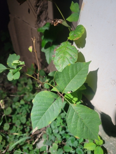 eastern poison ivy