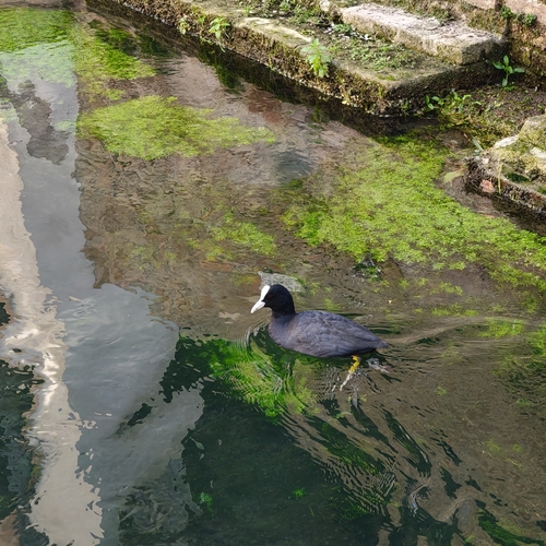 Eurasian Coot