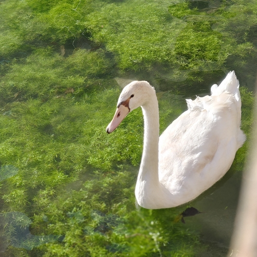 Mute Swan