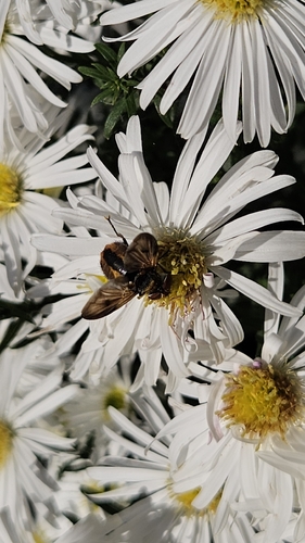 Ectophasia crassipennis