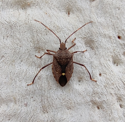 Poecilometis patruelis