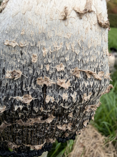 Shaggy Mane