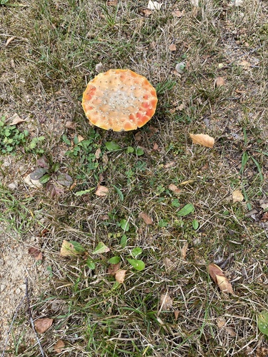 Fly Agaric