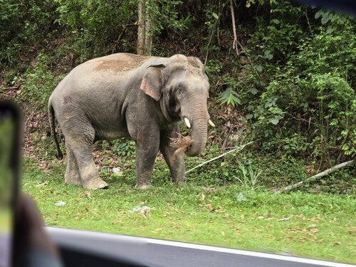 Asian Elephant