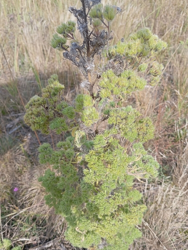 blueweed gall mite