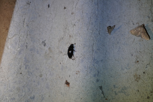 Sternolophus rufipes