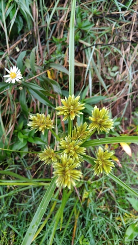 tall flatsedge