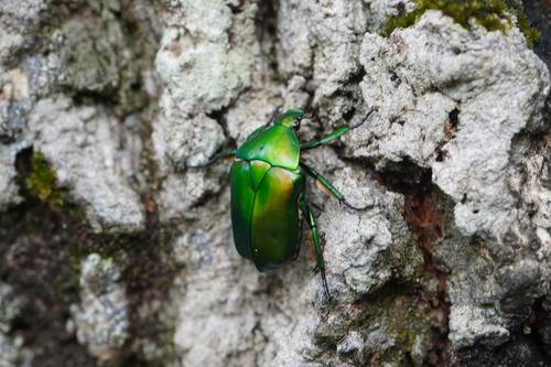 Japanese Drone Beetle