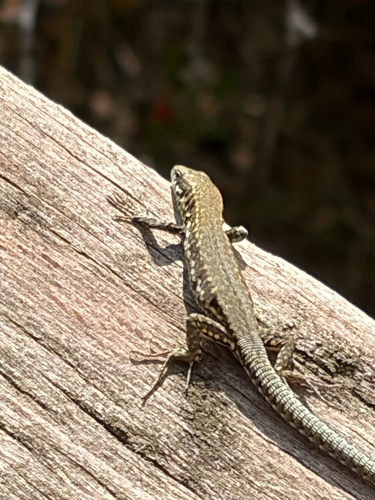 Common Wall Lizard